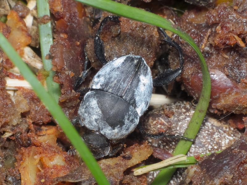 Sisyphus schaefferi boschniaki Fischer, 1823